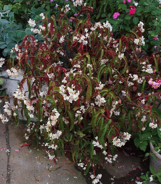 B. ‘Darlene Fuentes’
